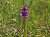 Dactylorhiza lapponica 5, Saxifraga-Hans Dekker