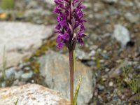 Dactylorhiza lapponica 6., Saxifraga-Hans Dekker