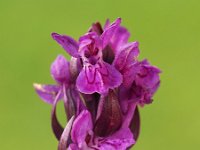 Dactylorhiza lapponica 8, Saxifraga-Hans Dekker