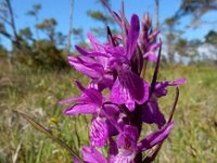 Dactylorhiza lapponica 9, Saxifraga-Ed Stikvoort