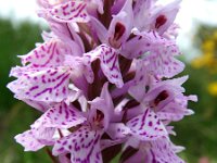 Dactylorhiza maculata 10, Gevlekte orchis, Saxifraga-Hans Dekker