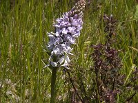 Dactylorhiza maculata 101, Gevlekte orchis, Saxifraga-Jan van der Straaten