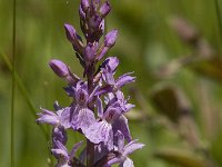 Dactylorhiza maculata 102, Gevlekte orchis, Saxifraga-Jan van der Straaten