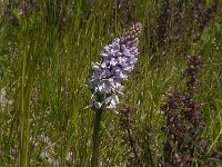 Dactylorhiza maculata 103, Gevlekte orchis, Saxifraga-Jan van der Straaten