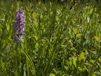 Dactylorhiza maculata 107, Gevlekte orchis, Saxifraga-Jan van der Straaten