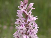 Dactylorhiza maculata 11, Gevlekte orchis, Saxifraga-Hans Dekker