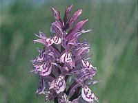 Dactylorhiza maculata 12, Gevlekte orchis, Saxifraga-Hans Dekker