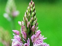 Dactylorhiza maculata 13, Gevlekte orchis, Saxifraga-Hans Dekker