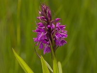 Gevlekte orchis  Gevlekte orchis - Dactylorhiza maculata