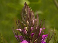 Gevlekte orchis  Gevlekte orchis - Dactylorhiza maculata