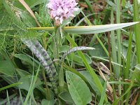 Dactylorhiza maculata 138, Gevlekte orchis, Saxifraga-Rutger Barendse