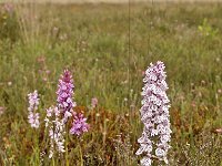 Dactylorhiza maculata 14, Gevlekte orchis, Saxifraga-Hans Dekker