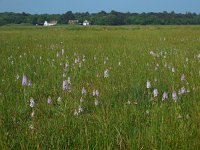 Dactylorhiza maculata 141, Gevlekte orchis, Saxifraga-Ed Stikvoort