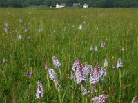 Dactylorhiza maculata 142, Gevlekte orchis, Saxifraga-Ed Stikvoort