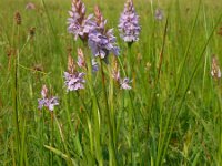 Dactylorhiza maculata 144, Gevlekte orchis, Saxifraga-Ed Stikvoort