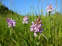 Dactylorhiza maculata 146, Gevlekte orchis, Saxifraga-Ed Stikvoort