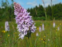 Dactylorhiza maculata 149, Gevlekte orchis, Saxifraga-Ed Stikvoort