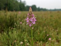 Dactylorhiza maculata 15, Gevlekte orchis, Saxifraga-Hans Dekker