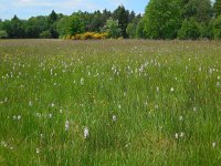 Dactylorhiza maculata 150, Gevlekte orchis, Saxifraga-Ed Stikvoort