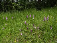 Dactylorhiza maculata 16, Gevlekte orchis, Saxifraga-Hans Dekker