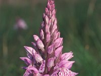 Dactylorhiza maculata 17, Gevlekte orchis, Saxifraga-Hans Dekker