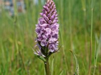 Dactylorhiza maculata 18, Gevlekte orchis, Saxifraga-Hans Dekker