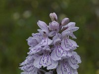 Dactylorhiza maculata 2, Gevlekte orchis, Saxifraga-Willem van Kruijsbergen