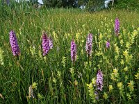 Dactylorhiza maculata 20, Gevlekte orchis, Saxifraga-Hans Dekker