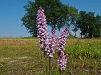 Dactylorhiza maculata 21, Gevlekte orchis, Saxifraga-Hans Dekker