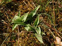 Dactylorhiza maculata 22, Gevlekte orchis, Saxifraga-Jan van der Straaten