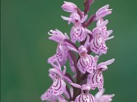 Dactylorhiza maculata 23, Gevlekte orchis, Saxifraga-Jan Nijendijk