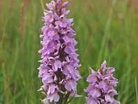 Dactylorhiza maculata 24, Gevlekte orchis, Saxifraga-Hans Dekker