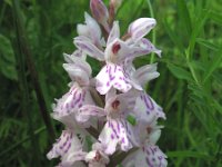 Dactylorhiza maculata 25, Gevlekte orchis, Saxifraga-Rutger Barends