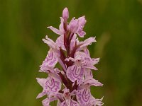 Dactylorhiza maculata 26, Gevlekte orchis. Saxifraga-Jan Nijendijk