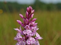 Dactylorhiza maculata 28, Gevlekte orchis, Saxifraga-Hans Dekker