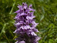 Dactylorhiza maculata 35, Gevlekte orchis, Saxifraga-Willem van Kruijsbergen