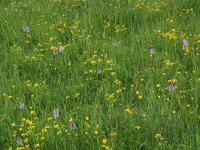 Dactylorhiza maculata 43, Gevlekte orchis, habitat, Saxifraga-Willem van Kruijsbergen