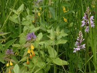 Dactylorhiza maculata 47, Gevlekte orchis, Saxifraga-Hans Boll