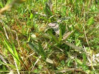 Dactylorhiza maculata 50, Gevlekte orchis, Saxifraga-Rudmer Zwerver