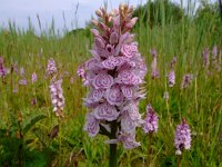 Dactylorhiza maculata 51, Gevlekte orchis, Saxifraga-Rudmer Zwerver