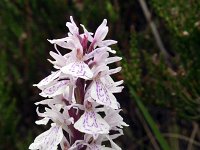 Dactylorhiza maculata 52, Gevlekte orchis, Saxifraga-Jeroen Willemsen