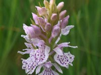 Dactylorhiza maculata 59, Gevlekte orchis, Saxifraga-Hans Dekker