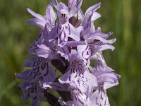 Dactylorhiza maculata 6, Gevlekte orchis, Saxifraga-Jan van der Straaten