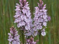 Dactylorhiza maculata 60, Gevlekte orchis, Saxifraga-Hans Dekker