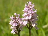 Dactylorhiza maculata 7, Gevlekte orchis, Saxifraga-Hans Dekker