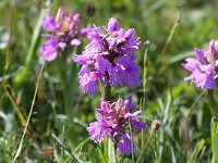 Dactylorhiza maculata 98, Gevlekte orchis, Saxifraga-Bart Vastenhouw