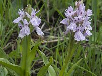 Dactylorhiza maculata 99, Gevlekte orchis, Saxifraga-Willem van Kruijsbergen