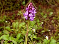 Dactylorhiza maculata sl 109, Gevlekte orchis, Saxifraga-Hans Dekker