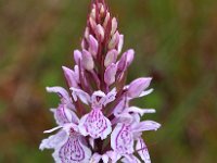 Dactylorhiza maculata sl 110, Gevlekte orchis, Saxifraga-Hans Dekker