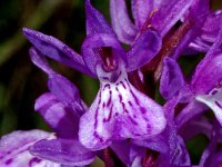 Dactylorhiza maculata ssp elodes 112, SaxifragaHans Dekker